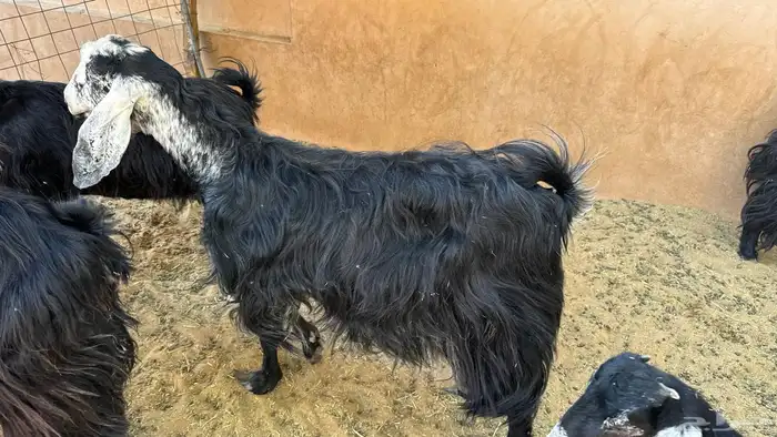 2 معزا عوارض للبيع 2