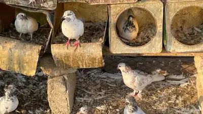 حمام بكستاني و بلجيكي index