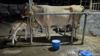 بقره سويسريه خصم تحتها عجل index