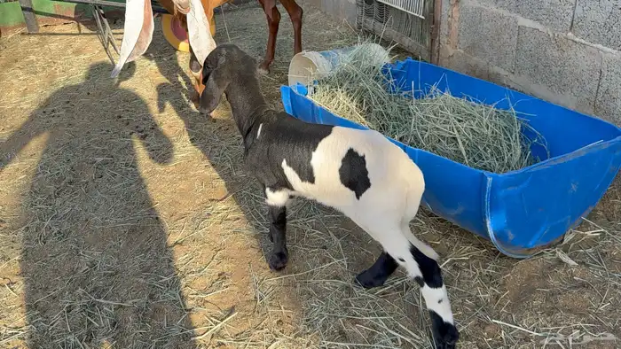 طلي داغور ساكني 3