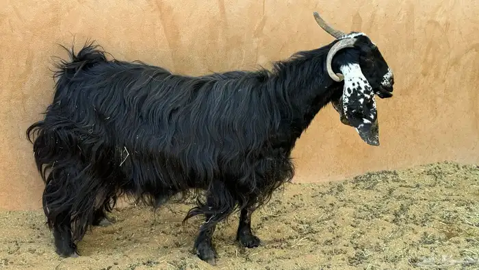 2 معزا عوارض للبيع 1