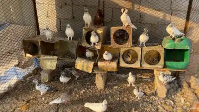 حمام بكستاني و بلجيكي index