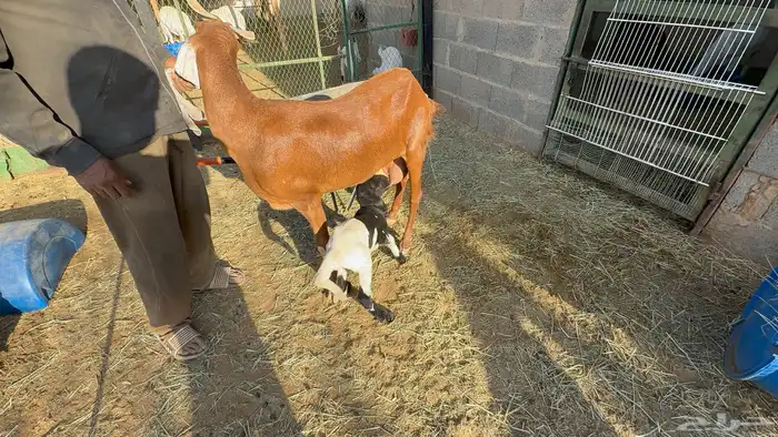 طلي داغور ساكني 6