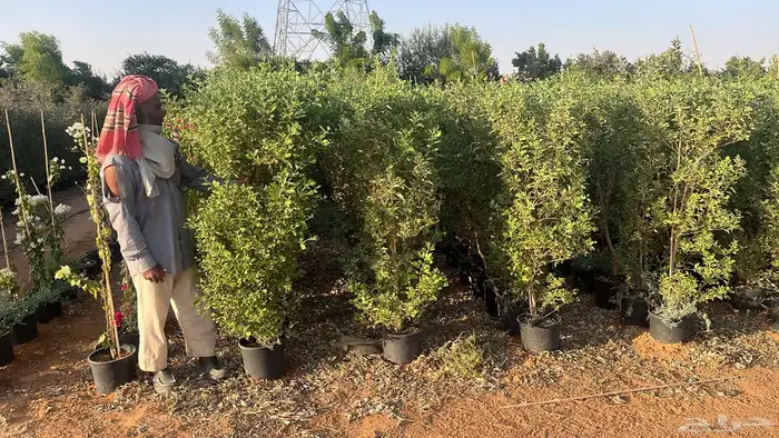 جهنمية اشجار زينه وشوكيه 10