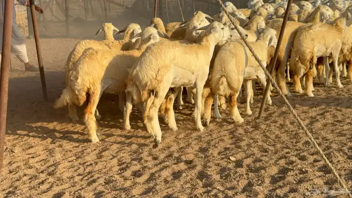 رخال جدعات حريات حرش صنف مضاريع عددها 74 22