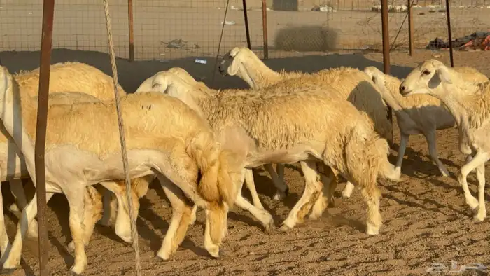 رخال جدعات حريات حرش صنف مضاريع عددها 74 6