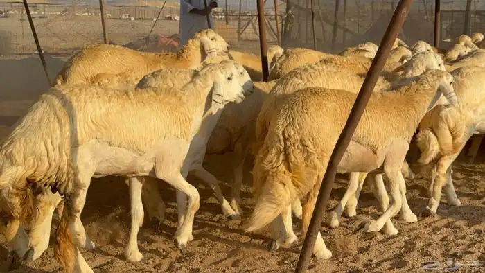 رخال جدعات حريات حرش صنف مضاريع عددها 74 24