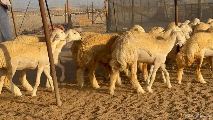 رخال جدعات حريات حرش صنف مضاريع عددها 74 13