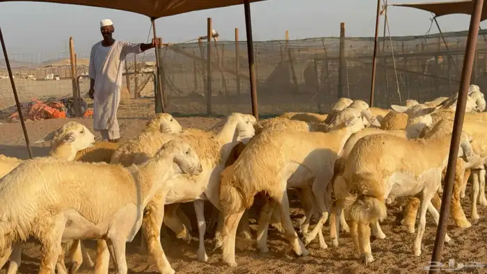 رخال جدعات حريات حرش صنف مضاريع عددها 74 35