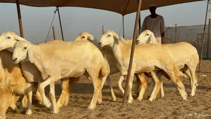 رخال جدعات حريات حرش صنف مضاريع عددها 74 17