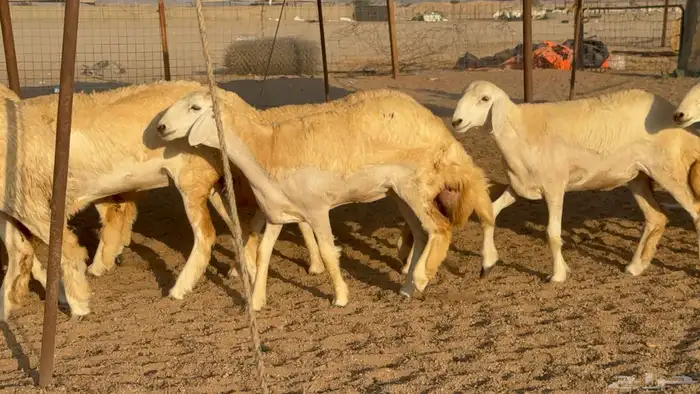 رخال جدعات حريات حرش صنف مضاريع عددها 74 0