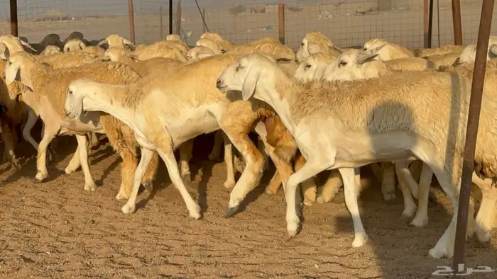 رخال جدعات حريات حرش صنف مضاريع عددها 74 14