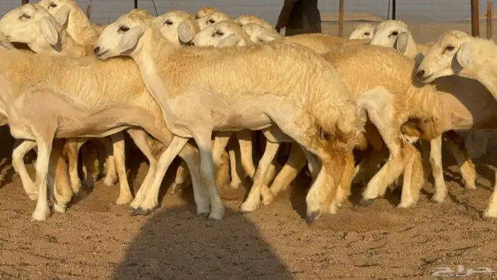 رخال جدعات حريات حرش صنف مضاريع عددها 74 9