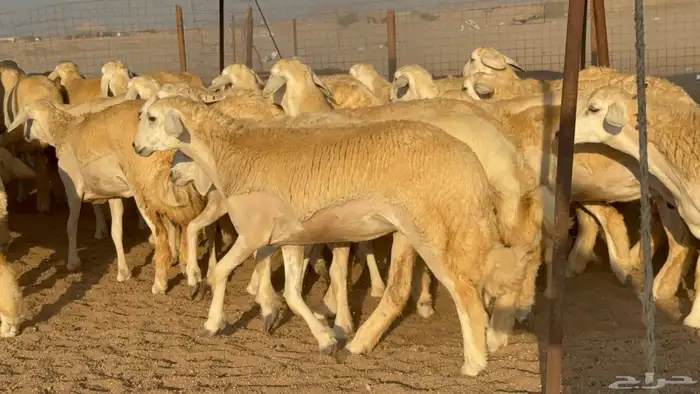 رخال جدعات حريات حرش صنف مضاريع عددها 74 15