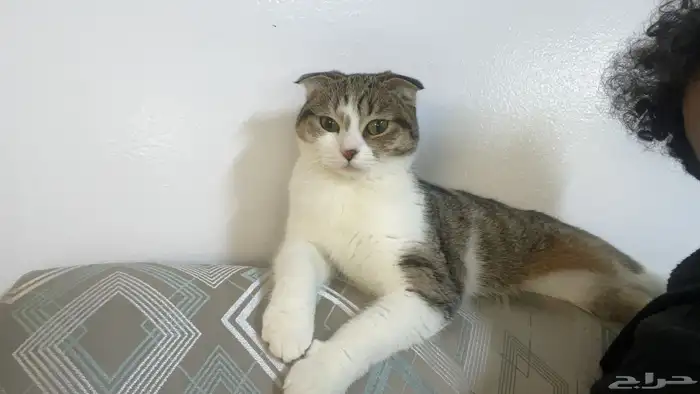 قطة للتبني 1