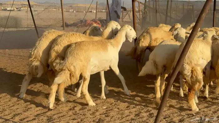 رخال جدعات حريات حرش صنف مضاريع عددها 74 30