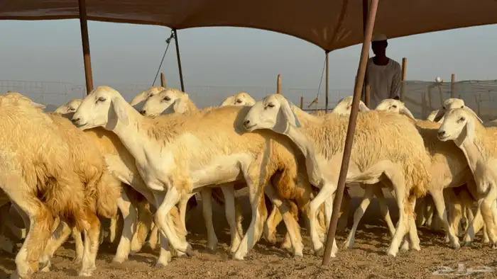 رخال جدعات حريات حرش صنف مضاريع عددها 74 19