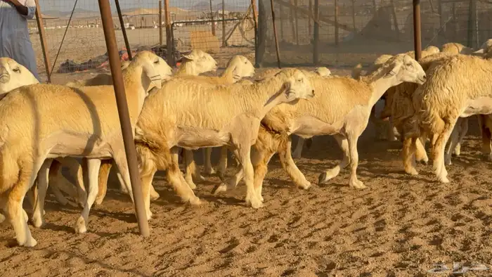 رخال جدعات حريات حرش صنف مضاريع عددها 74 2