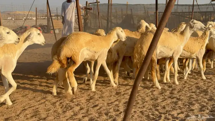 رخال جدعات حريات حرش صنف مضاريع عددها 74 31