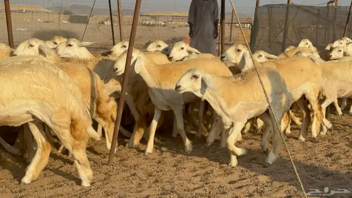 رخال جدعات حريات حرش صنف مضاريع عددها 74 27