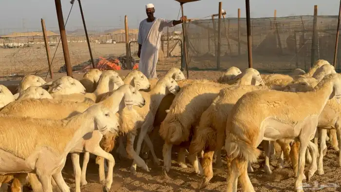 رخال جدعات حريات حرش صنف مضاريع عددها 74 37