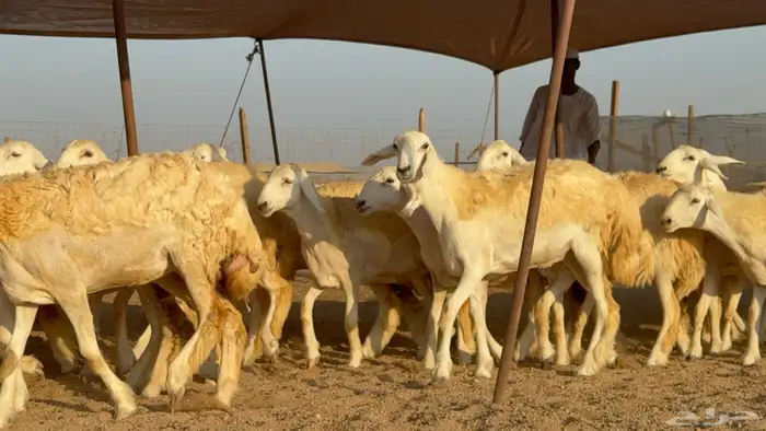 رخال جدعات حريات حرش صنف مضاريع عددها 74 7