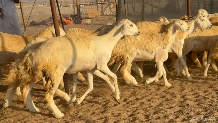 رخال جدعات حريات حرش صنف مضاريع عددها 74 12