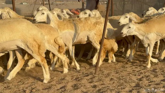 رخال جدعات حريات حرش صنف مضاريع عددها 74 20