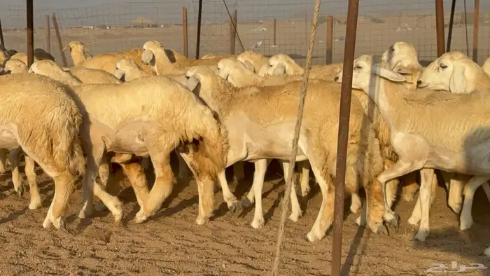 رخال جدعات حريات حرش صنف مضاريع عددها 74 16