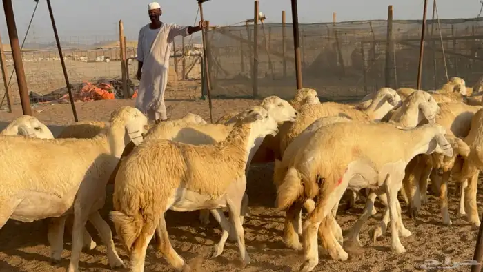 رخال جدعات حريات حرش صنف مضاريع عددها 74 36