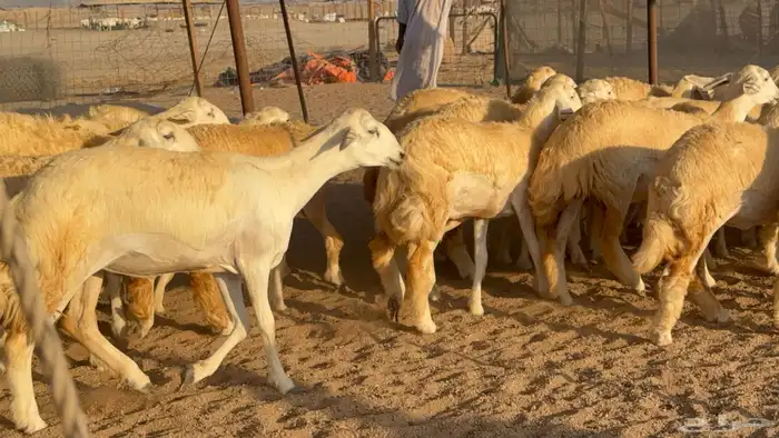 رخال جدعات حريات حرش صنف مضاريع عددها 74 38