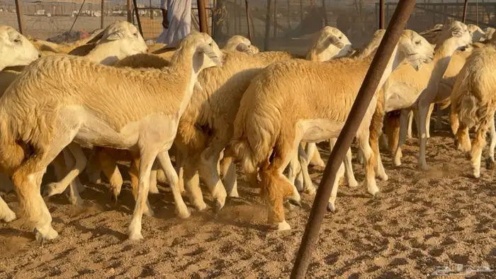 رخال جدعات حريات حرش صنف مضاريع عددها 74 10