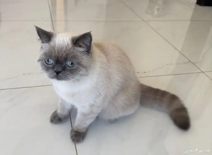 قطه همالايا بيور انثى 3