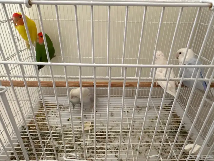 للبيع ثلاث اجوز روز جاهزين كلهم 0