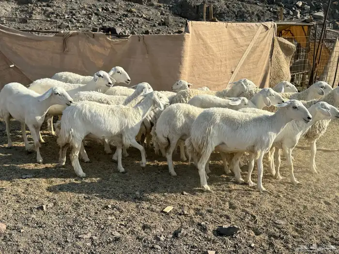 للبيع ارخال صنف حرش فاخره 6