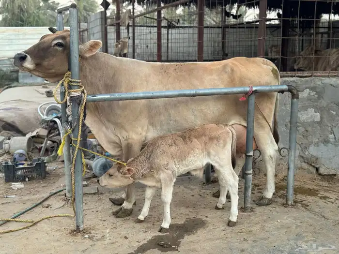 بقره سويسريه خصم تحتها عجل 0