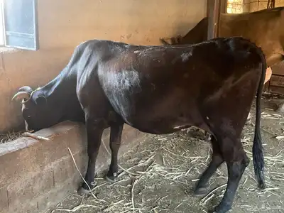 بقر للبيع مراح واحد العدد 15 الكبار 9 التبع 6 index