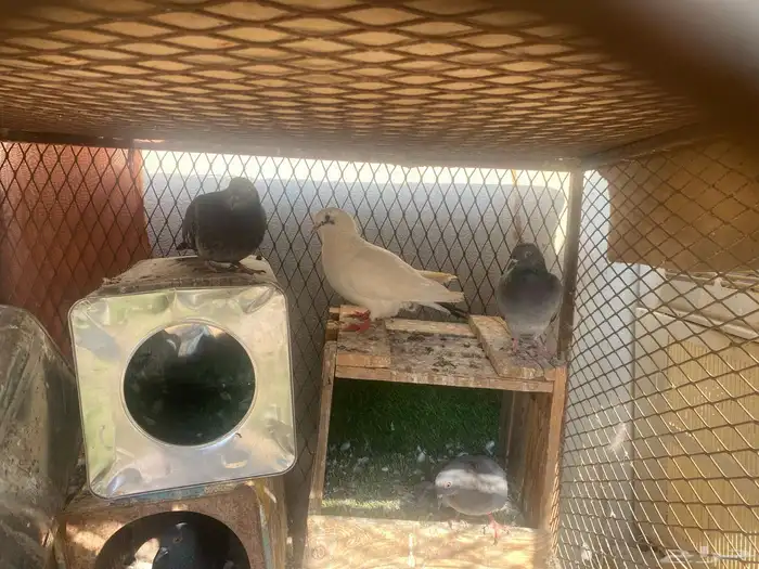 حمام بلدي للبيع 0