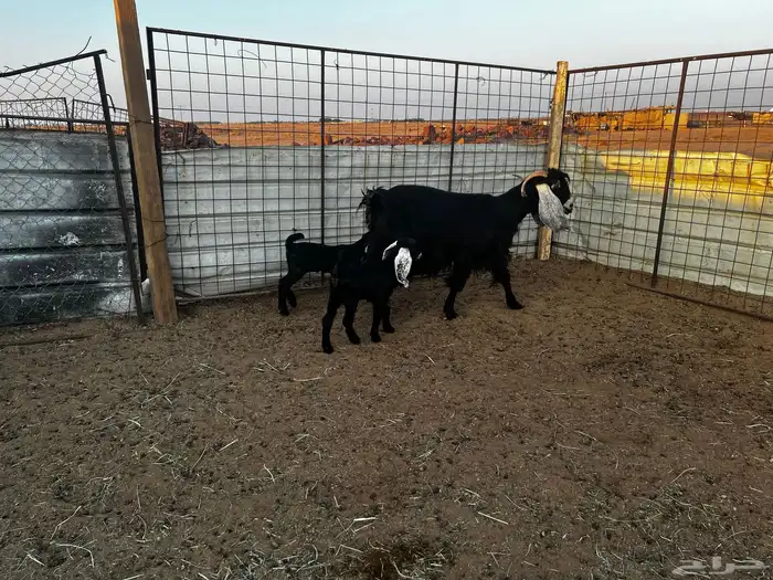 1عنز والد طيبه يتبعها 2 0