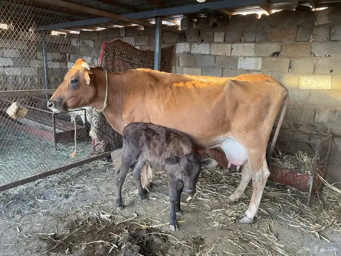 بقر للبيع مراح واحد العدد 15 الكبار 9 التبع 6 9