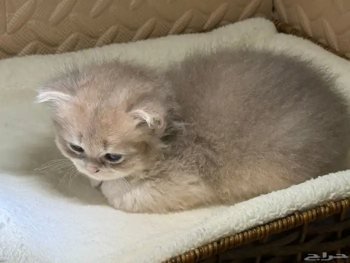 قطط بريتش للبيع بشهادة نسب موثوقه 16