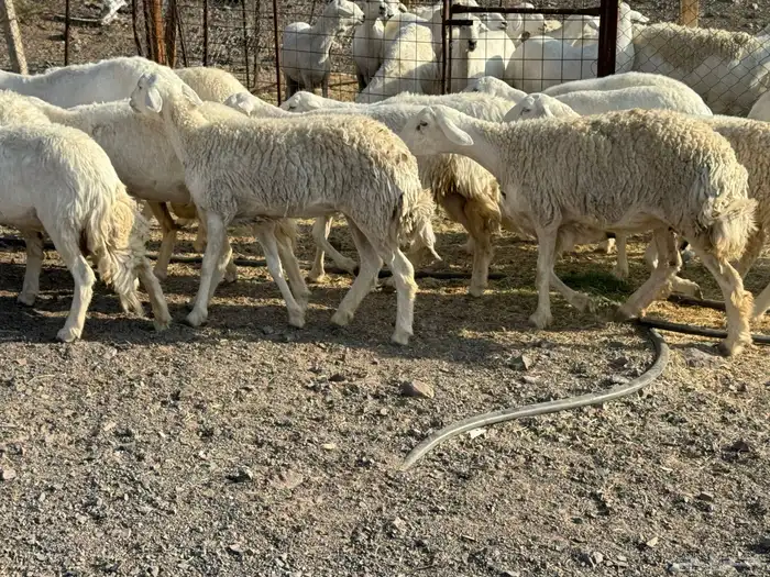 للبيع ارخال صنف حرش فاخره 0