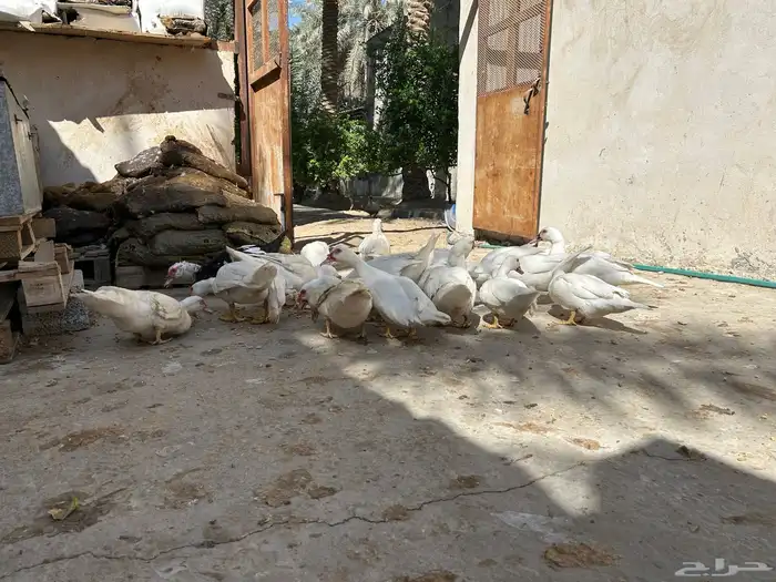 للبيع   بط   عدد 20 بطة تقريبا 3