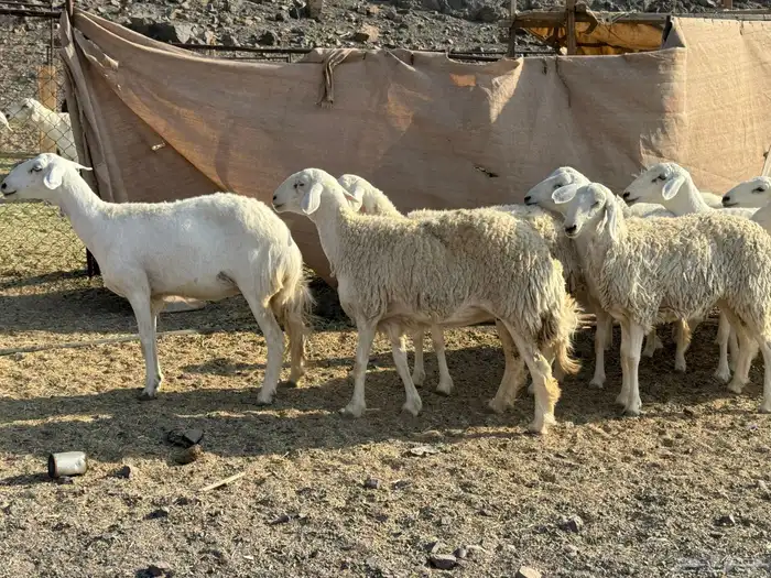 للبيع ارخال صنف حرش فاخره 1