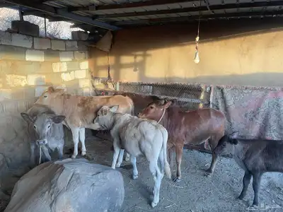 بقر للبيع مراح واحد العدد 15 الكبار 9 التبع 6 index