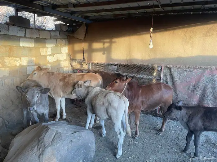 بقر للبيع مراح واحد العدد 15 الكبار 9 التبع 6 0