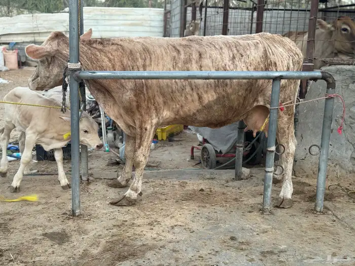 بقره دنماركيه صنف لاهل الصنف الفاخر تحتها عجل 1