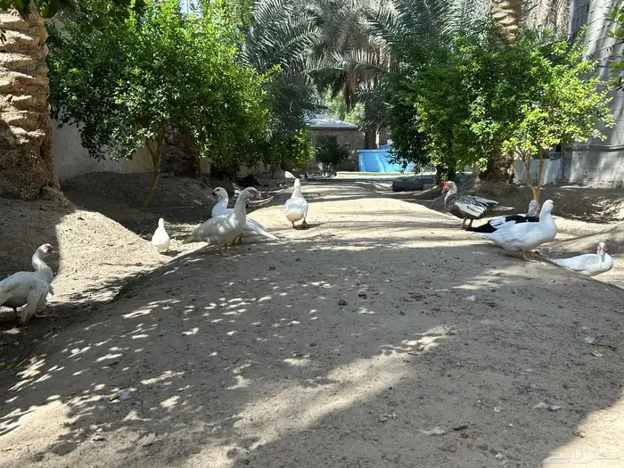 للبيع   بط   عدد 20 بطة تقريبا 1