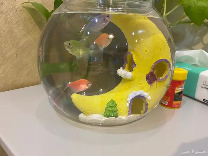 سمك للبيع مع علبة اكل وحوض وتحفة بالحوض كلها ب50 ريال 4