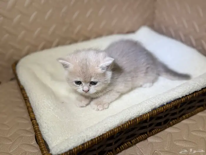 قطط بريتش للبيع بشهادة نسب موثوقه 6